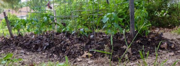 Peppers planted in coffee cans and covered with leaf mulch.